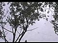 100 year oak Comes Down | BahVideo.com