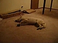 Bizkit the Sleep Walking Dog | BahVideo.com