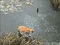 Ice Fishing Cat | BahVideo.com