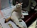 Cat Scratches His Back | BahVideo.com