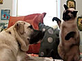 Cat Boxes Dog | BahVideo.com