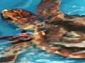 Dozens of sea turtles found dead in Louisiana  | BahVideo.com