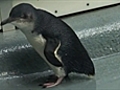 Penguin returns to wild | BahVideo.com