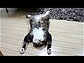 De kat Maru is uitgeteld | BahVideo.com