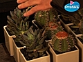 Comment prendre soin de ses plantes - Les cactus | BahVideo.com