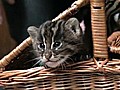 A Beginner s Guide To Wild Kittens | BahVideo.com