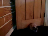 Comment un chat ob se passe une porte | BahVideo.com
