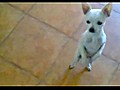 The Dancing Chihuahua | BahVideo.com