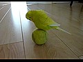 Bird Balancing Trick | BahVideo.com
