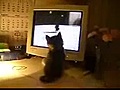 Gato viendo videos de gatos | BahVideo.com