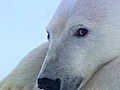 Polar bear in love  | BahVideo.com