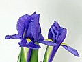 Time-lapse Of Opening And Fading Iris Flowers  | BahVideo.com