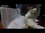 un gros chat se gratte le  | BahVideo.com
