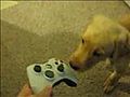 Puppy Vs Xbox 360 | BahVideo.com
