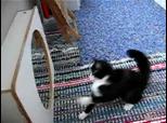 Chat s attaque dans le mirroir Cat Attacks  | BahVideo.com