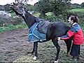 Gay A Very Itchy Horse - Vido1 - Your Best Videos | BahVideo.com