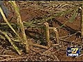 Crop Damage Estimates Exceed 500 000 | BahVideo.com