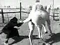 Girl tackles a camel and wins  | BahVideo.com