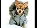 Best Winter Dog Coats | BahVideo.com