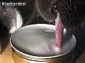 How cats lap up milk | BahVideo.com