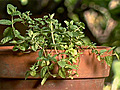 Spotlight on Herbs Spearmint | BahVideo.com