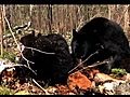 Lily the Black Bear Hope and Faith - May 10  | BahVideo.com