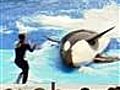 Whale that killed trainer back in SeaWorld show | BahVideo.com