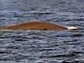 Rare treat for whale-watchers off California coast | BahVideo.com