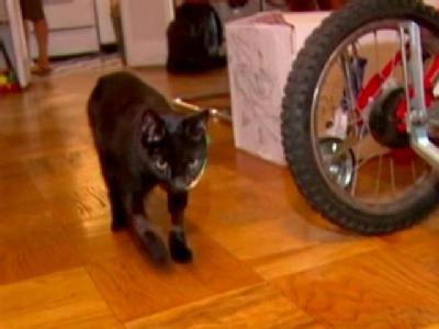Miracle Cat Survives 20 Story Fall | BahVideo.com