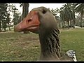 Goose Named Maria | BahVideo.com