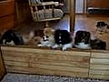 Pomeranian Puppies Play | BahVideo.com