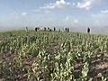 Afghan Farmers Need Opium Crops | BahVideo.com