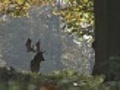 fallow deer | BahVideo.com