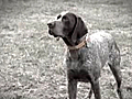 Cooper The Blind Bird Hunting Dog | BahVideo.com