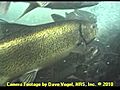 Adult Spring-Run Chinook Salmon - Video 6 | BahVideo.com