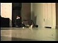 FUNNY CATS | BahVideo.com