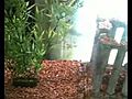 Piranhas eating some chicken | BahVideo.com