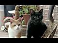Et si les chats avaient des pouces  | BahVideo.com