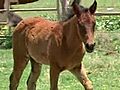 Mare Colt Survive Direct Hit From Tornado | BahVideo.com