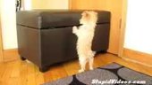 Puppy Tries To Jump Over Obstacle | BahVideo.com