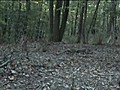 deer | BahVideo.com