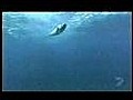 Mako Shark The fastest Fish In the Sea Impressive | BahVideo.com