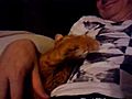 Cat Scratches Belly | BahVideo.com