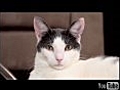 How To Annoy Your Mean Kitty 4 | BahVideo.com