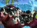Reilly s beagle babies 2010 | BahVideo.com