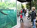 Otter and Kid Play Around | BahVideo.com