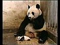 Panda Sneezing | BahVideo.com