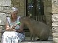 Capybara Eats a Popsicle | BahVideo.com