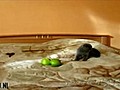 Chat vs pommes vertes | BahVideo.com
