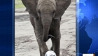 Nelly the Elephant predicts Women s World Cup | BahVideo.com